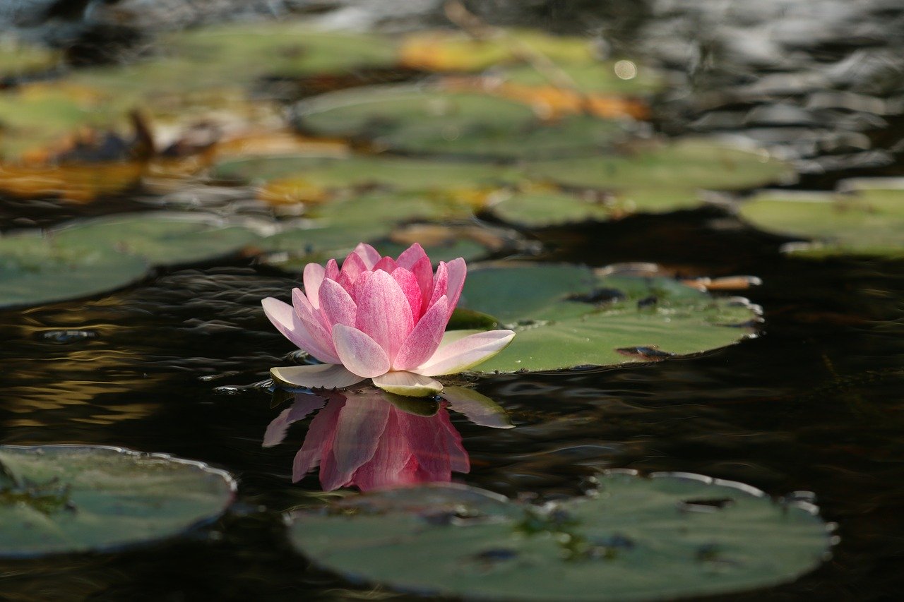 flo de lotus, simbolo de autoconhecimento