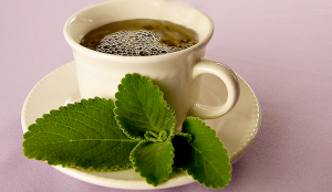 os beneficios do chá de boldo 300x174 - Os benefícios do chá: 16 Sabores para sua saúde