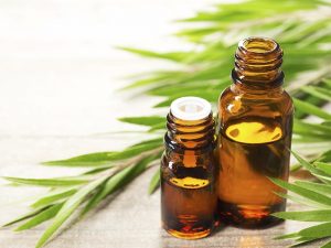 os benefícios do óleo essencial de melaleuca 300x225 - Óleos Essenciais: Conheça o poder da Aromaterapia