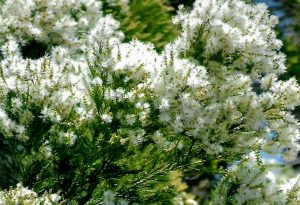 Tea Tree2 300x205 - Cosméticos Naturais: Descubra o poder da natureza para sua beleza