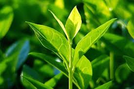 camellia sinensis