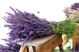 lavanda - Cosméticos Naturais: Descubra o poder da natureza para sua beleza