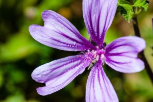 malva 300x200 - Cosméticos Naturais: Descubra o poder da natureza para sua beleza