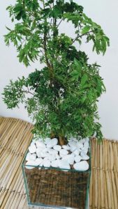 rvore da felicidade 169x300 - Plantas para decoração: conheça as que atraem energias positivas