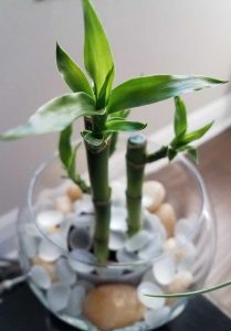 bambu da sorte 209x300 - Plantas para decoração: conheça as que atraem energias positivas