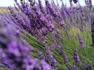 lavanda 300x225 - Plantas para decoração: conheça as que atraem energias positivas