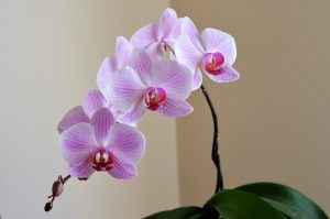 orquídea 300x199 - Plantas para decoração: conheça as que atraem energias positivas