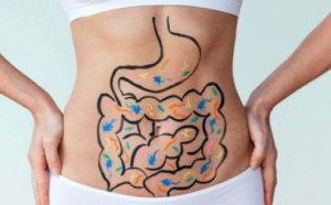 o poder do intestino 300x186 - Conheça o poder que seu intestino tem sobre sua saúde física e emocional