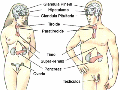 glandulas e hormônios