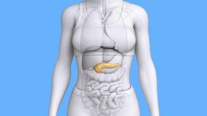 pancreas 300x169 - Hormônios: conheça os principais para sua saúde