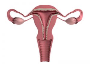 utero 300x225 - Entenda melhor o seu ciclo menstrual