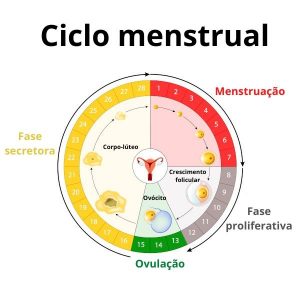 as fases do ciclo menstrual 300x300 - Entenda melhor o seu ciclo menstrual